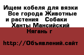 Ищем кобеля для вязки - Все города Животные и растения » Собаки   . Ханты-Мансийский,Нягань г.